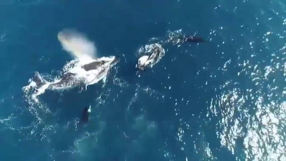 El impresionante ataque de una manada de orcas a una ballena jorobada y su cría