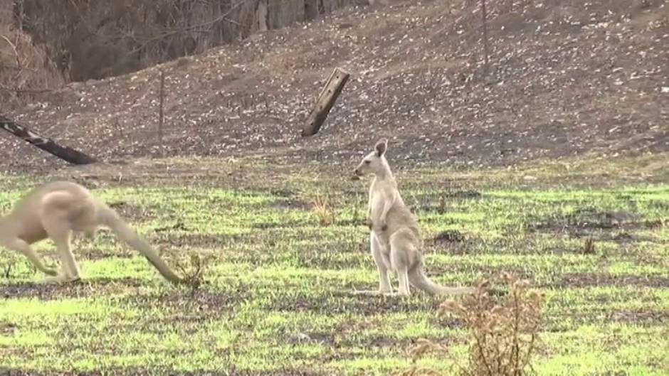 3.000 millones de animales muertos o desplazados en los incendios de Australia