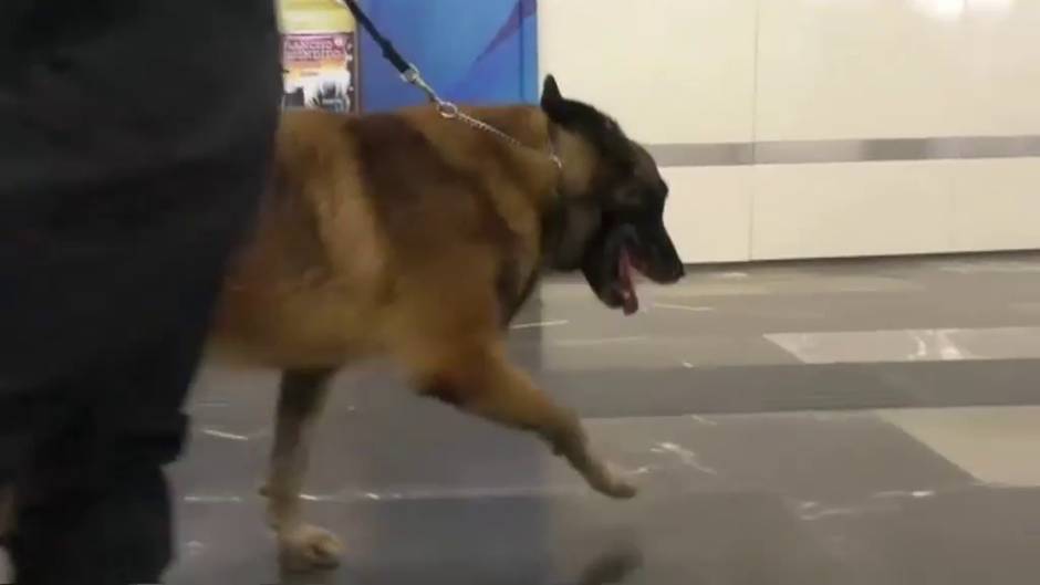 Activistas procannabis protestan en México por la campaña de rastreo con perros en el metro