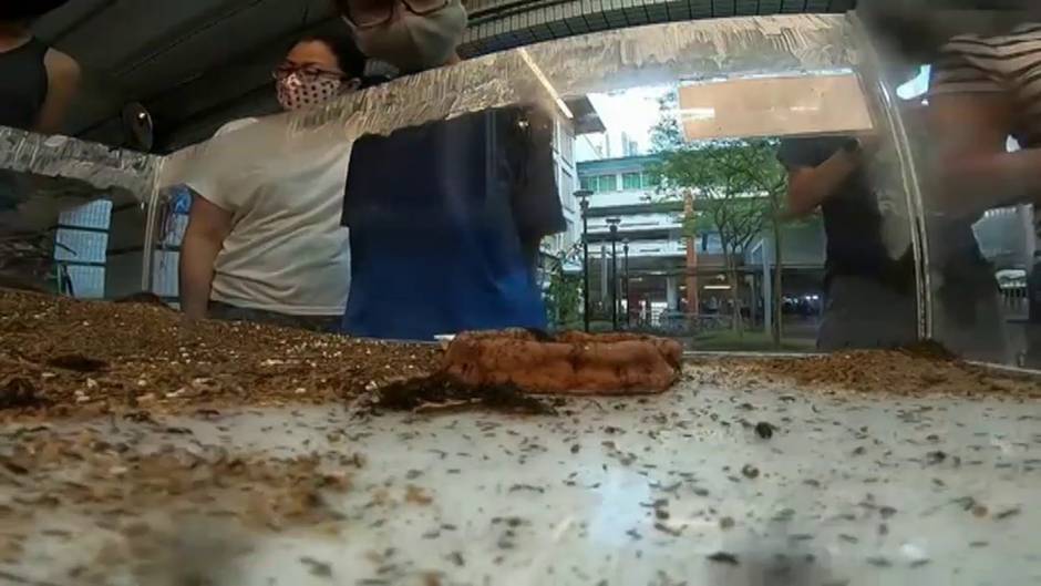 Abre en Singapur la primera tienda que vende hormigas como mascotas