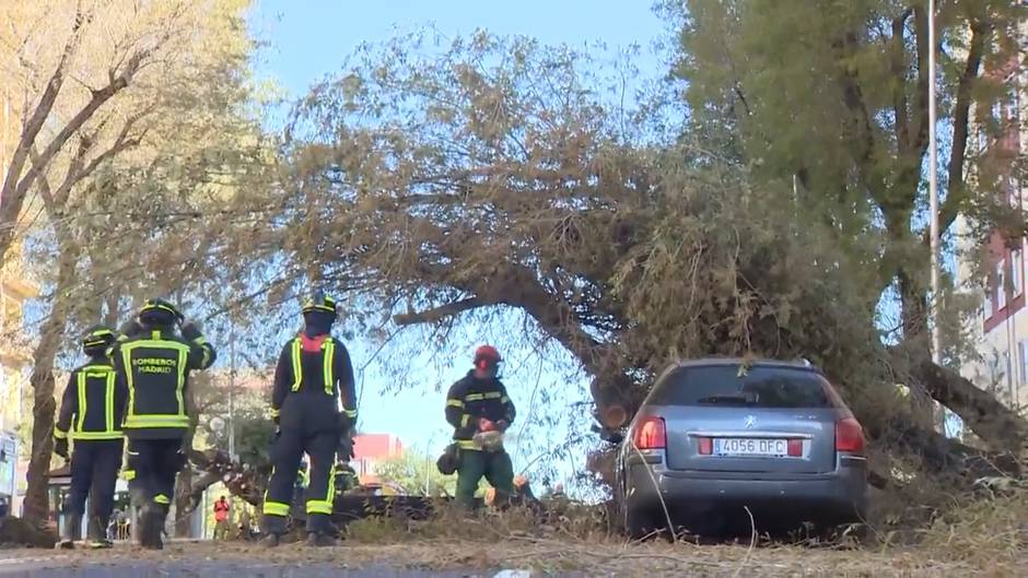 Los bomberos intervienen ante la caída de varios árboles en Madrid