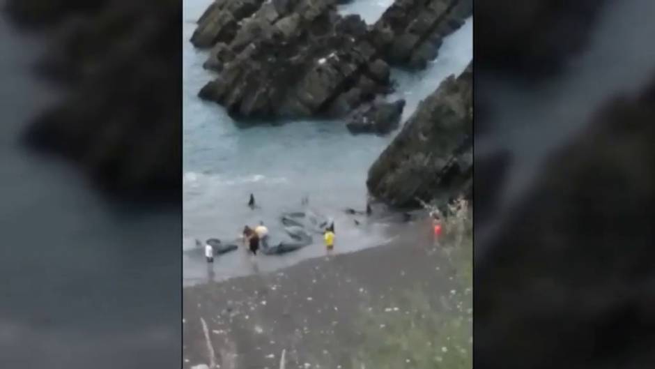 Una decena de calderones muere varados junto a la costa asturiana