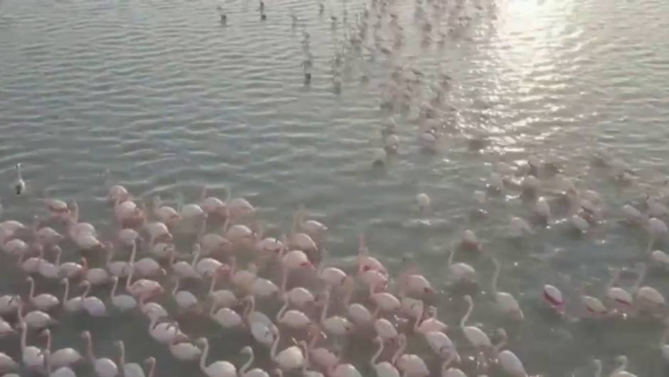 Miles de flamencos se reúnen en un lago de Kazajistán en plena migración hacia su lugar de invernada