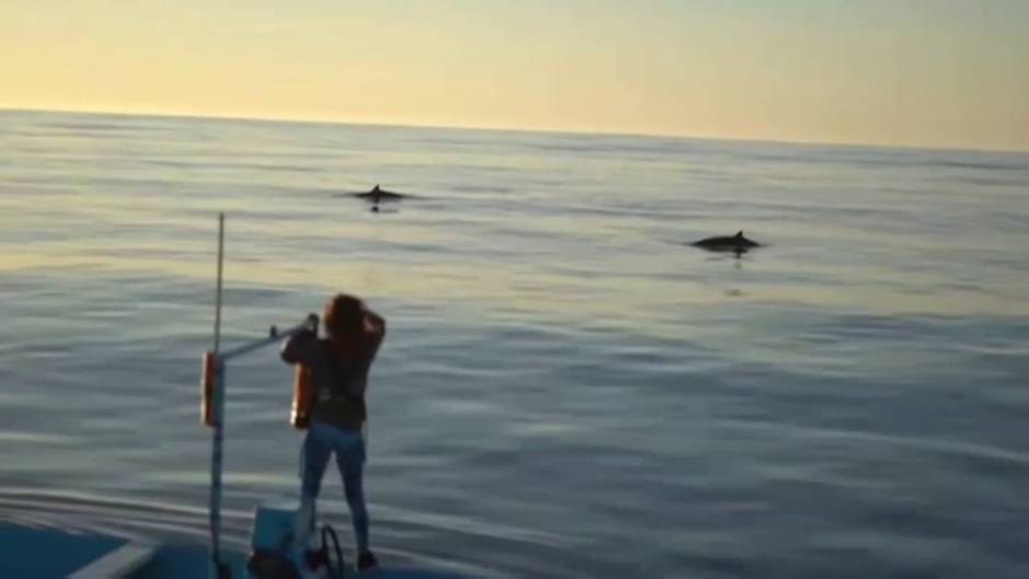 Descubren un nuevo tipo de ballena frente a las costas de México