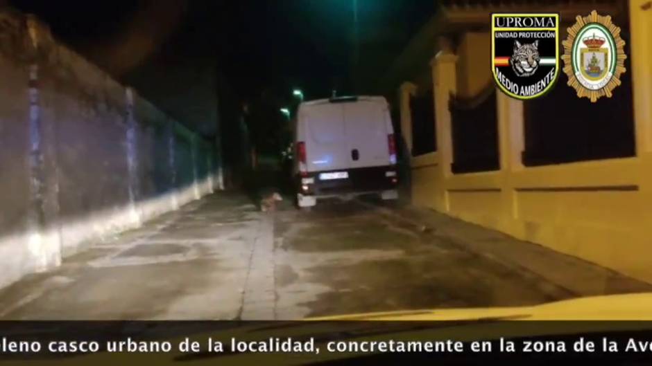 Un zorro recorre de madrugada las calles de Sanlúcar de Barrameda