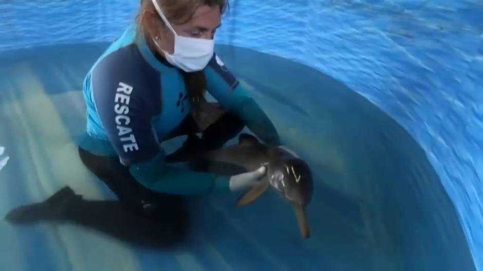Rescatan a un delfín recién nacido en Argentina