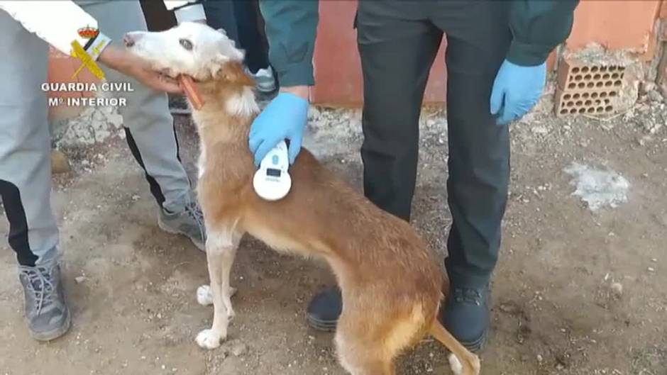 Rescatan en Valencia a 32 perros robados que iban a ser vendidos tras quitarles el chip