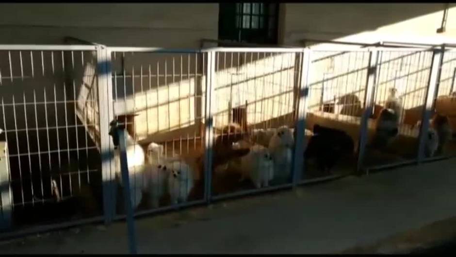 Detenidos por cortar las cuerdas vocales a decenas de perros en un criadero de Granada