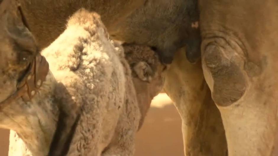 Fuerteventura busca promocionar la leche de camella, un producto gourmet de lujo