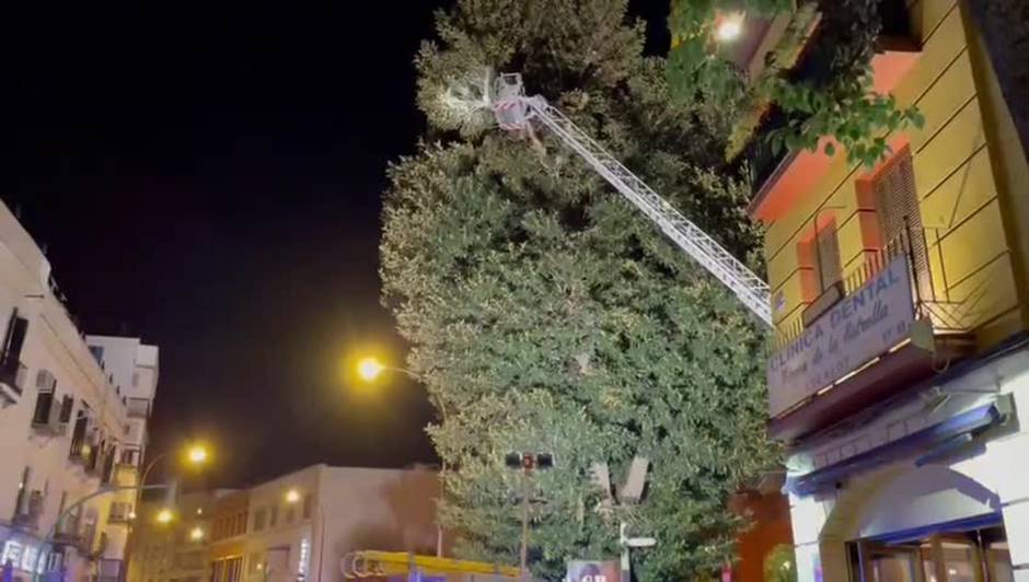 Cae una rama del ficus de San Jacinto