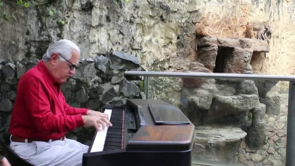 Un zoo de Colombia contrata a un pianista profesional para relajar a los animales