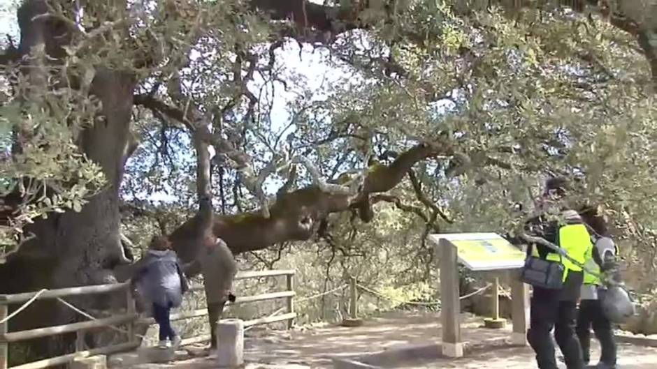 Abrazos y fotos en la carrasca milenaria de Lecina tras ser elegida Árbol Europeo del año