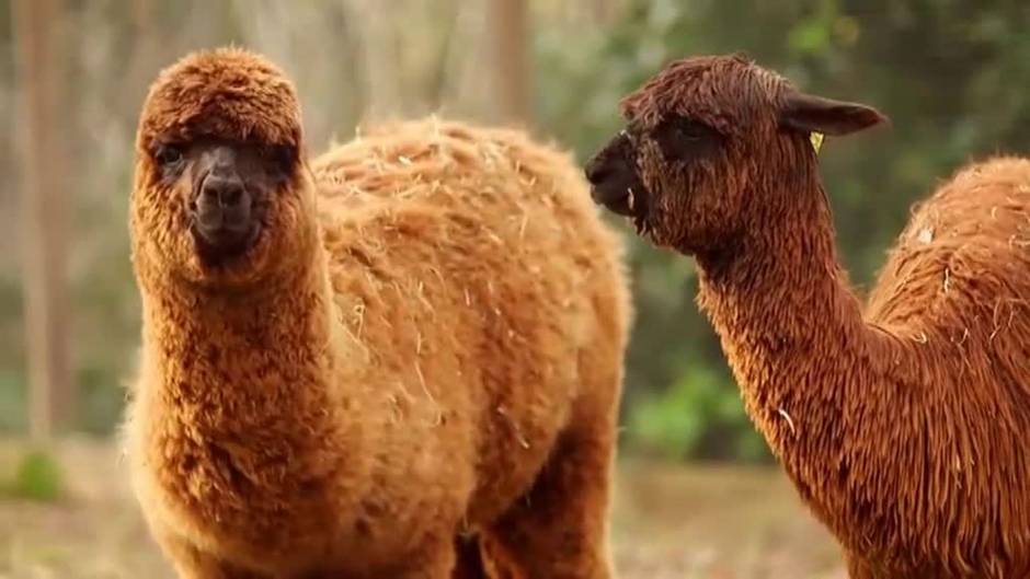 El zoo de Londres busca nombre para sus tres alpacas machos
