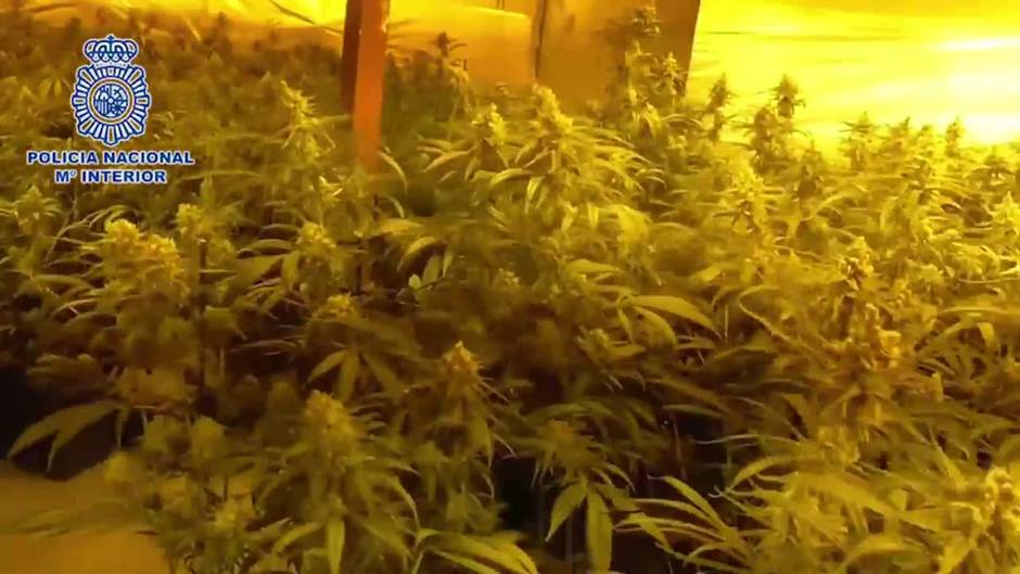 Desmanteladas dos plantaciones de marihuana en la Cañada Real Galiana