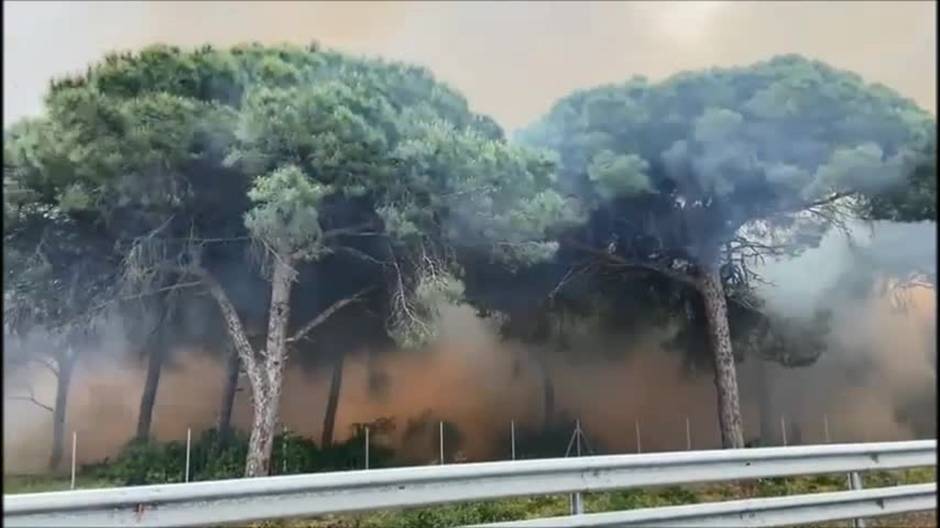 VÍDEO: Fuego en el Pinar de Puerto Real por las protestas de los trabajadores de Airbus