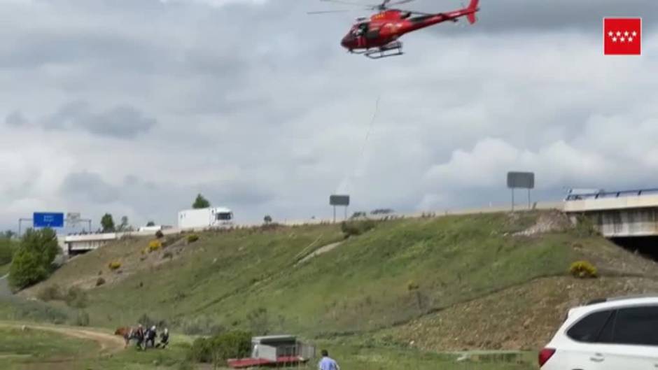 Rescatan a una vaca con un helicóptero en El Molar (Madrid)