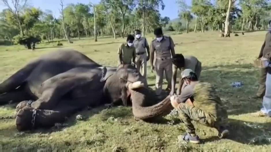 Hacen test a elefantes en la India para detectar si tienen covid