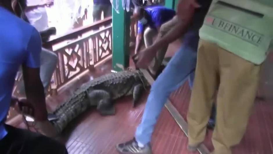 Una niña se encuentra con un cocodrilo de casi 3 metros al abrir la puerta de su casa en Sri Lanka