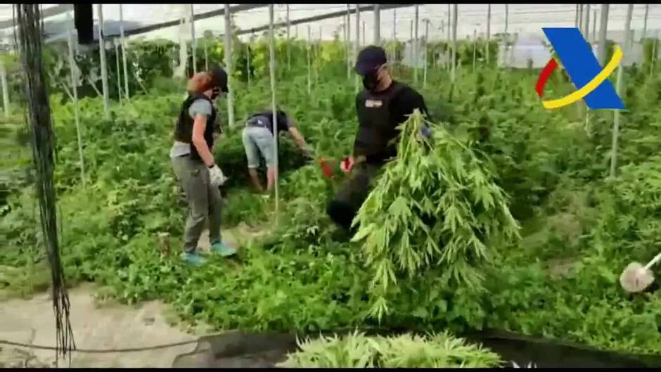 Desmantelada una plantación con 3.000 plantas de marihuana en Vélez de Benaudalla