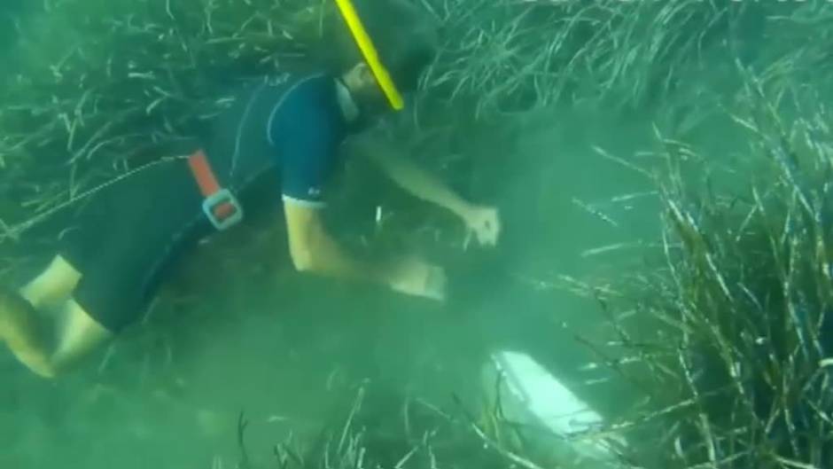 La Consejería de Acción Climática de la Generalitat saca una aplicación para proteger a la posidonia