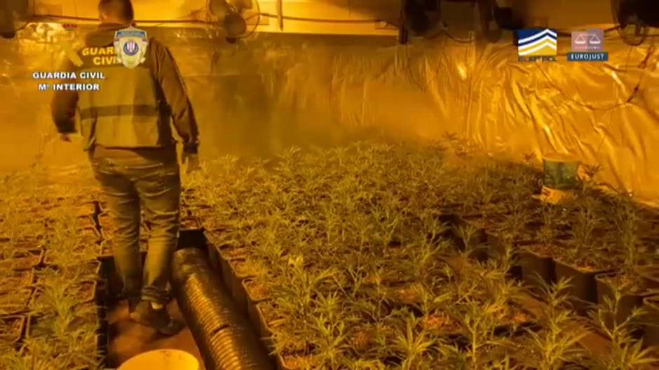 La colaboración de la Guardia Civil con la policía de Serbia permite desmantelar la producción de marihuana de la mafia del Este en España