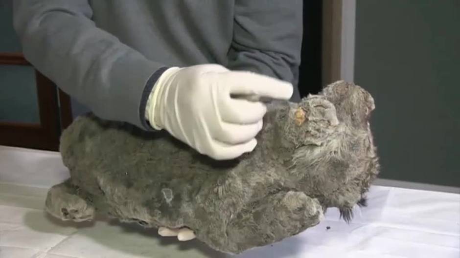 Encuentran a un cachorro de león de hace 28.000 años