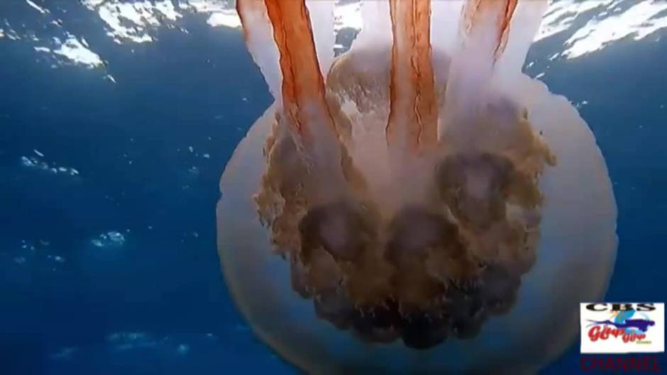 Las medusas gigantes visitan el Mediterráneo español