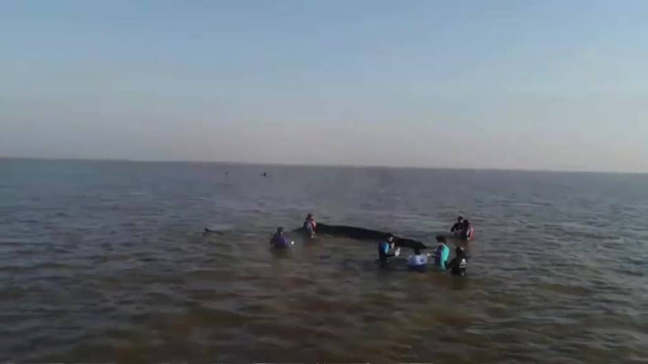 Aparece otra ballena jorobada varada en las costas argentinas de San Clemente del Tuyu