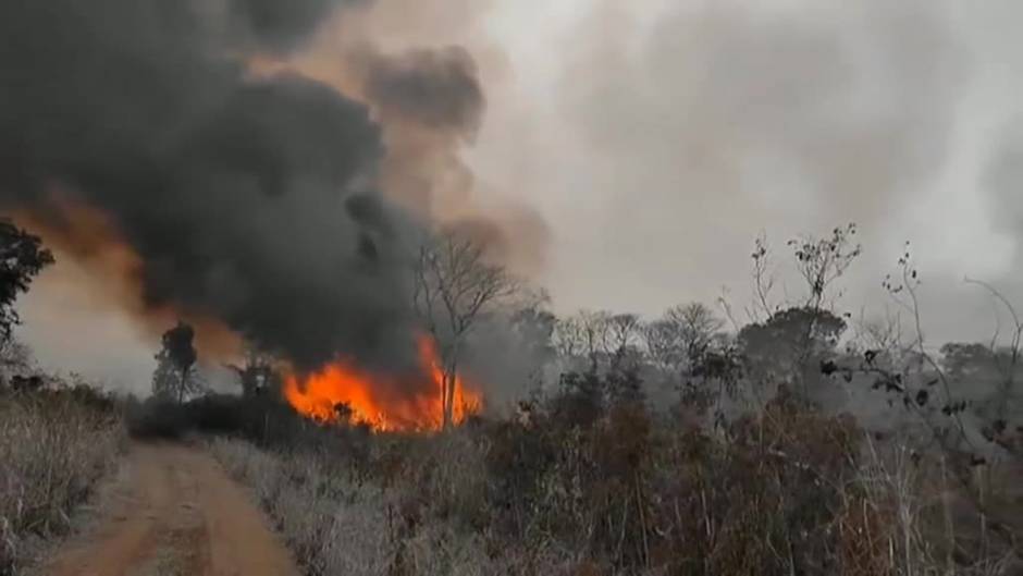 Rescatan a decenas de animales intoxicados por los incendios en el sur de Bolivia