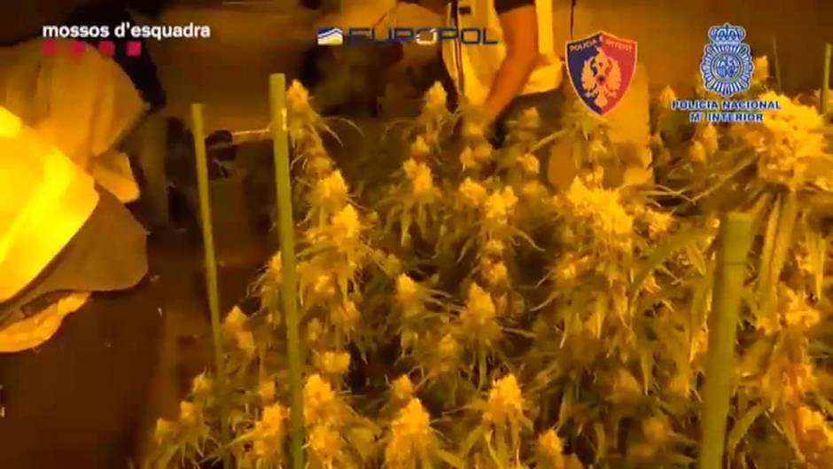 Más de un centenar de detenidos de una banda albanesa que traficaba con marihuana