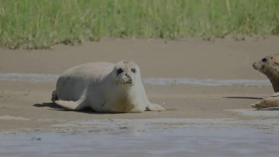 Desciende la población de focas del Támesis