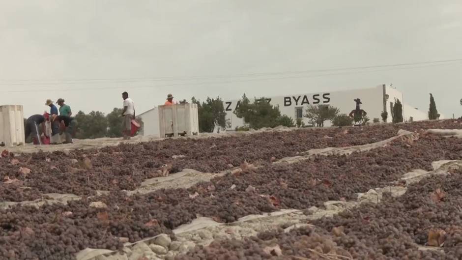 Junta apoya al sector vinícola, cuyas exportaciones crecen en el primer semestre de 2021 un 29,1%