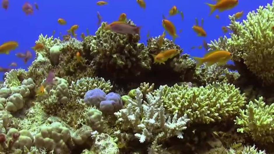 La lava sin freno llegar al mar en La Palma y destroza la fauna marina