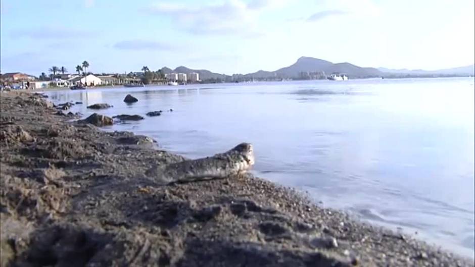 El Mar Menor... en peligro de muerte