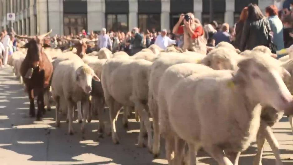 Mil ovejas y cien cabras cruzan el centro de Madrid en la XXVIII Fiesta de la Trashumancia