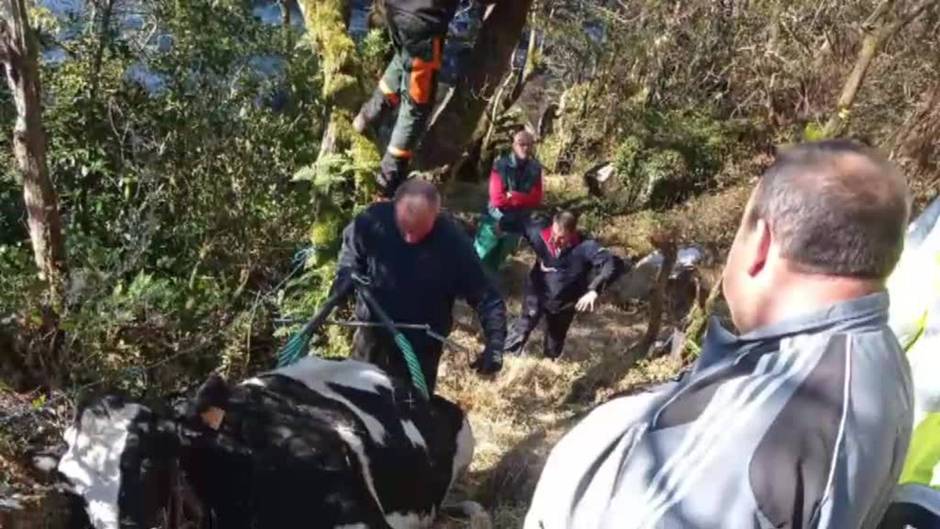 La angustiosa espera de una ternera a la espera de rescate