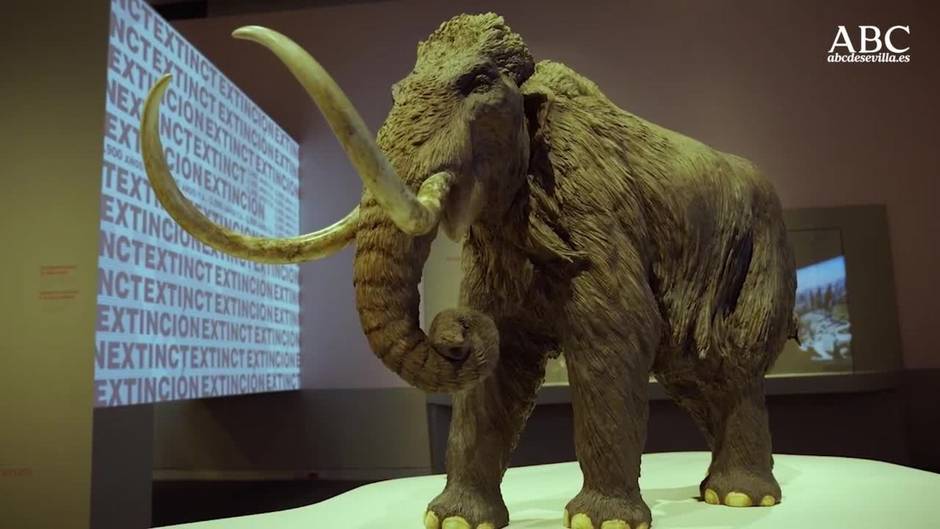Así es la exposición 'Mamut. El gigante de la Edad de Hielo' en el CaixaForum de Sevilla