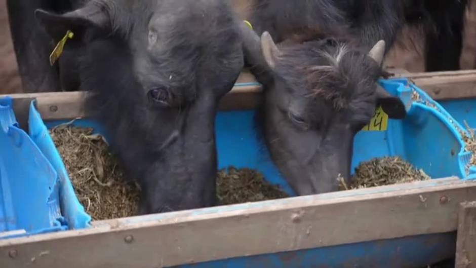 Más de 500 búfalos mueren de hambre tras ser abandonados por su dueño en una granja de Brasil