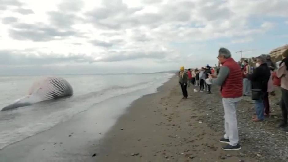 Aparece varada una ballena de nueve metros en la playa de La Rada de Estepona