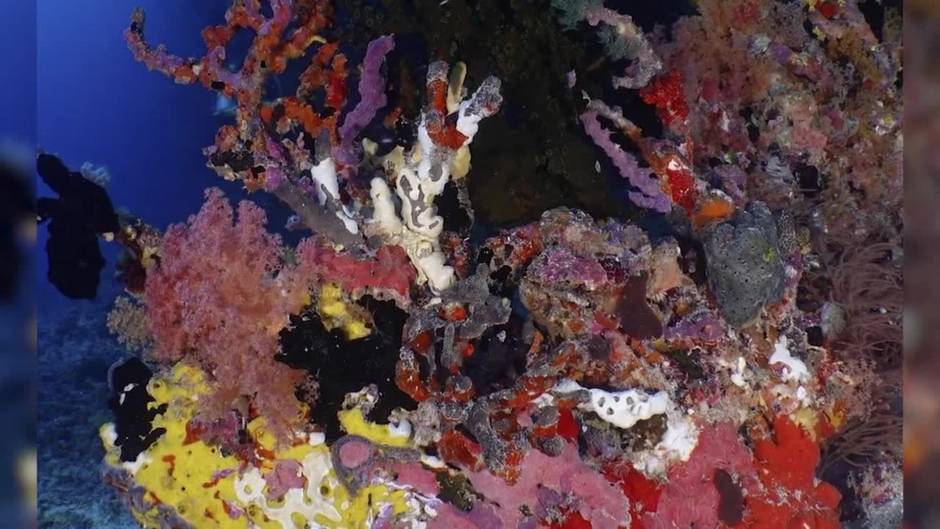 David Bisbal disfruta de sus vacaciones bajo el agua junto a Rosanna Zanetti