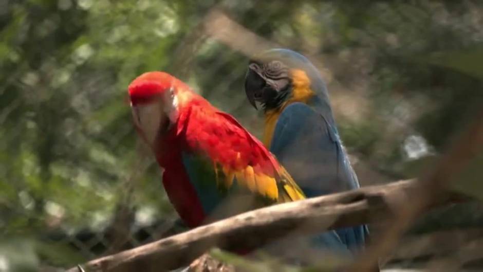 Un matrimonio boliviano construye un enorme santuario para animales víctimas del tráfico ilegal