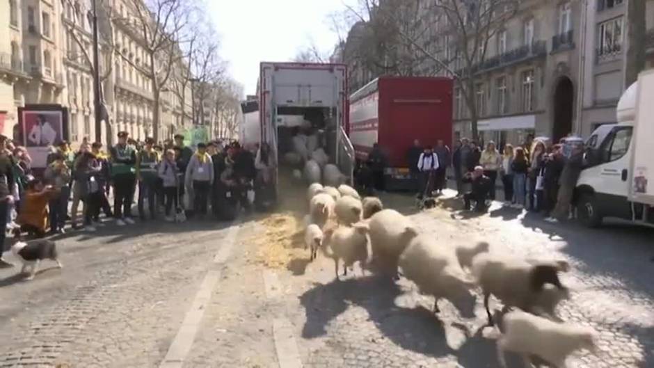 Un total de 2.022 ovejas muestran un pedacito del mundo rural en los Campos Elíseos