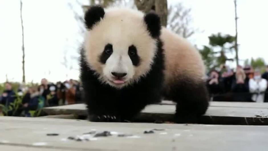 Dos crías de oso panda del zoo francés de Beauval exploran el mundo por primera vez