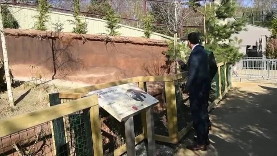 Los pandas rojos y los leopardos de las nieves del zoo de Dublín ya tienen nueva casa