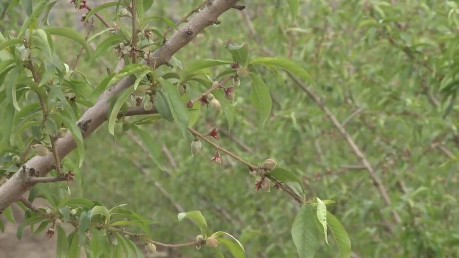 Las heladas causan estragos en el campo murciano