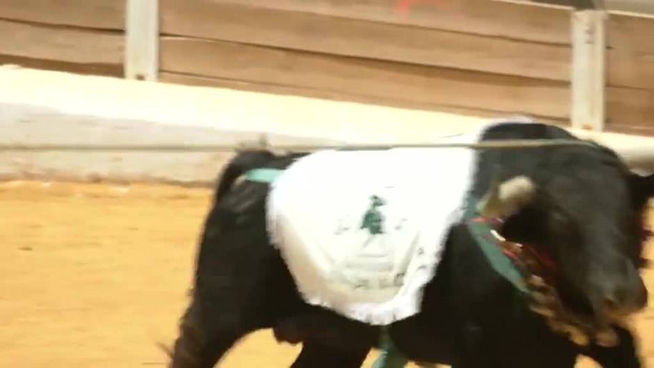 Los toros 'ensogaos' vuelven a Beas de Segura, en Jaén