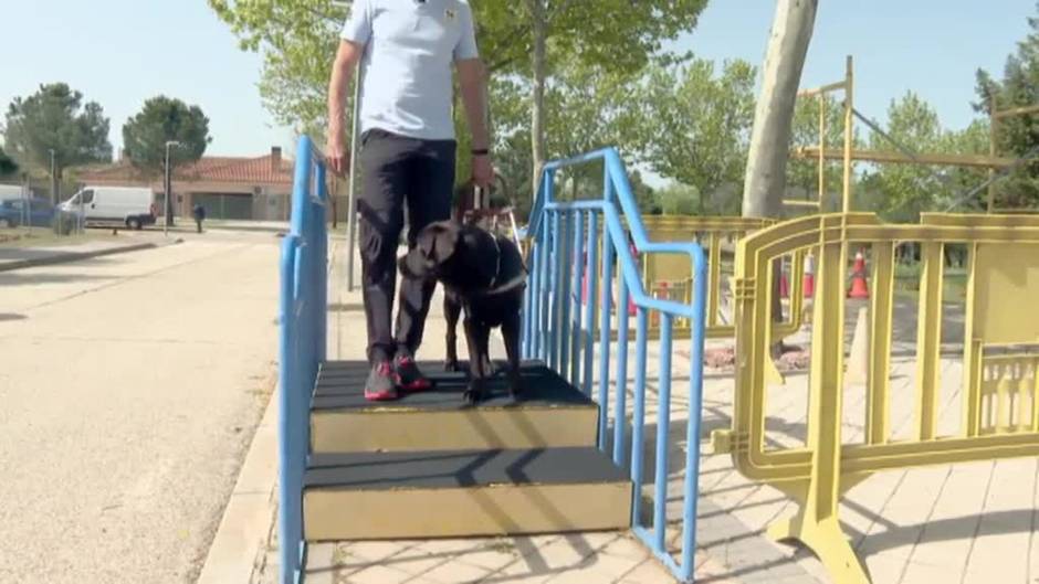 El arduo y metódico trabajo de adiestramiento para formar a un perro guía