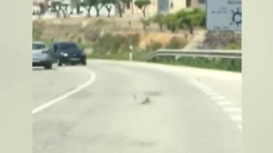 Completamente borracha en sentido contrario