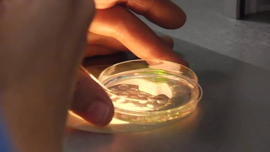 Más de 600.000 embriones sobrantes en clínicas no tienen destino