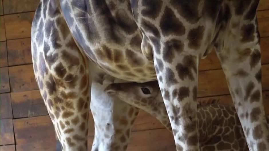 Tierno nacimiento de una jirafa en el Zoológico Nacional de Chile